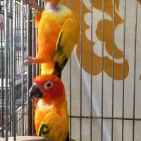 خورشیدی مولد