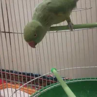 طوطی ملنگو سخنگو|پرنده|بیرجند, |دیوار