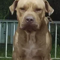 یکجفت امریکن پیتبول اصیل|سگ|سنگر, |دیوار