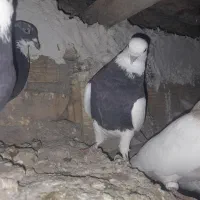 طوقی|پرنده|لاران, |دیوار