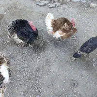 بوقلمون|حیوانات مزرعه|چنگ الماسی, |دیوار