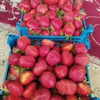 بوته.توت فرنگی.در پیربازار