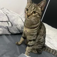 سرپرستی گربه|گربه|محمدیه-قزوین, |دیوار