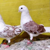 جوجه  دو  جفت