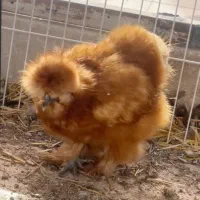 مرغ خروس جوجه ابریشمی کوپال بوف|حیوانات مزرعه|ورامین, شهرک فاطمیه|دیوار