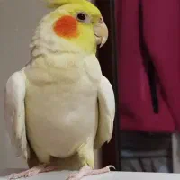 تعداد پنج عدد عروس هلندی