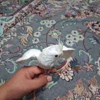 طوطی عروس البینو