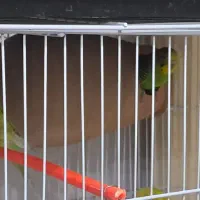 مرغ عشق همراه با جوجه هاشون|پرنده|نیشابور, بلوار گلها|دیوار