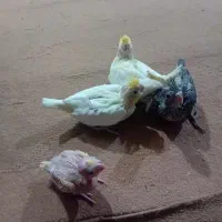 جوجه عروس هلندی