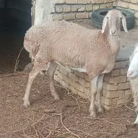 بره ماده چینی