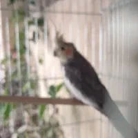 عروس هلندی بشرط مولد بودن|پرنده|آبدانان, |دیوار