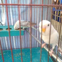 مرغ‌عشق|پرنده|شیراز, شهرک مدرس|دیوار