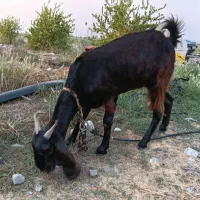 بز تالی آبستن