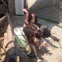 لاری