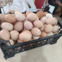 تخم مرغ محلی جمع آوری روزانه