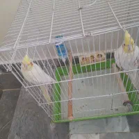 20عددعروس هلندی نر و ماده