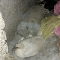 پیش فروش جوجه اسرائیلی