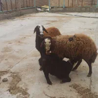 میش جوان همراه بره