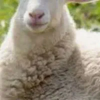 مبش همو اصل