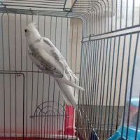 عروس آلبینو نر فوق‌العاده به شرط|پرنده|اصفهان, شهرک کاوه|دیوار