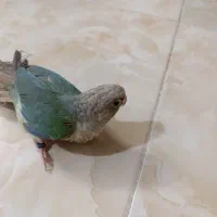 گرینچینگ نژاد تراکوویس