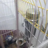 دانخوری پرنده مکانیزه استیل مناسب انواع پرنده|لوازم جانبی حیوانات|تبریز, |دیوار