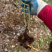 نهال دوساله گل محمدی نژاد کاشان پر بار عطری|گل و گیاه طبیعی|شیراز, شهرک جماران|دیوار