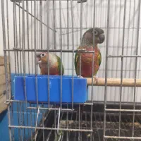 گرینچیک مولد|پرنده|شیراز, کوشک میدان|دیوار