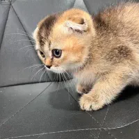 گربه اسکاتیش فولد