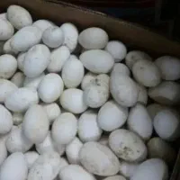 تخم بوقلمون