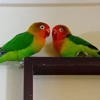 طوطی برزیلی|پرنده|پرند, فاز ۳|دیوار