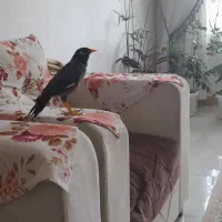 پرنده مرغ مینا سخن گو