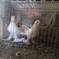 کفتر