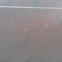 فروش ماهی قرمز تلسکوپی کوی گلفیش|ماهی|سنگر, |دیوار