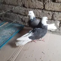 ۱۵۰۰۰۰۰|پرنده|ری, شهرک نظامی|دیوار