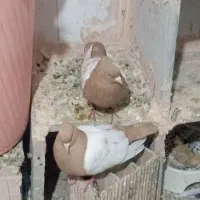 سینه زرد
