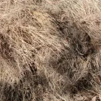 علوفه باغی بسته بندی شده|لوازم جانبی حیوانات|مینودشت, |دیوار