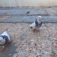کبوتر طوقی سالم سرحال بدون پر اضافی نر و ماده جفت|پرنده|کرمانشاه, |دیوار