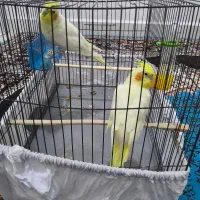 عروس هلندی