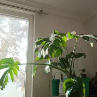 مانسترا برگ انجیری