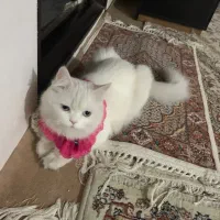 گربه ماده پرشین|گربه|ارومیه, |دیوار