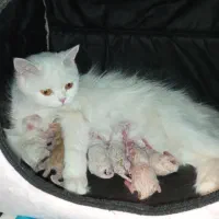 بچه گربه پرشین