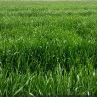 اجاره زمین کشاورزی