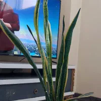 گل سانسوریا|گل و گیاه طبیعی|اصفهان, چرخاب|دیوار