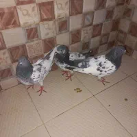 کبوتر شیخی کله سبز