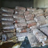 خرما خنیزی.  کلوته|خوردنی و آشامیدنی|رودان, |دیوار