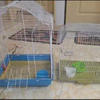 قفس عروس هلندی