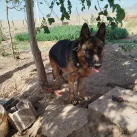 سگ ژرمن نر،سگ تربتی نر در زرند|سگ|زرند, |دیوار