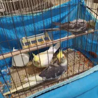 فروش عروس هلندی