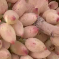 تقریبا ۲۵۰۰متر باغ ویلا|فروش دفتر صنعتی، کشاورزی، تجاری|بوئین زهرا, |دیوار